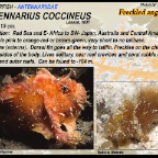 Antennarius  coccineus - Freckled anglerfish