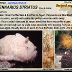 Antennarius striatus - Striped anglerfish