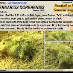 Antennarius dorehensis - Bandtail anglerfish
