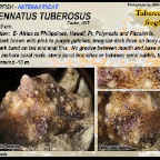 Antennatus tuberosus - Tuberculated frogfish