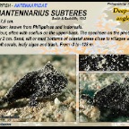 Nudiantennarius subteres - Deep-water anglerfish