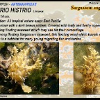 Histrio histrio - Sargassumfish