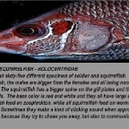 Soldierfish info.