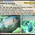 Myripristis adusta - Shadowfin soldierfish