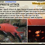 Myripristis vittata - Whitetip soldierfish