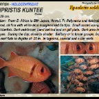 Myripristis kuntee - Epaulette soldierfish