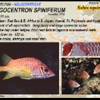 Sargocentron spiniferum - Sabre squirrelfish