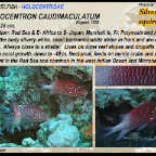 Sargocentron caudimaculatum - Silverspot squirrelfish