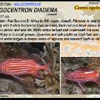Sargocentron diadema - Crown squirrelfish