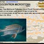 Sargocentron microstoma - Smallmouth squirrelfish