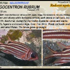 Sargocentron rubrum - Redcoat squirrelfish
