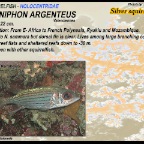 Neoniphon argenteus - Silver squirrelfish