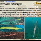Aulostomus chinensis - Trumpetfish