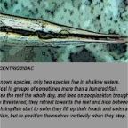 Shrimpfish info
