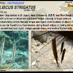 Aeoliscus strigatus - Razorfish