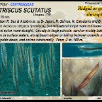 Centriscus  scutatus - Rigid shrimpfish
