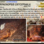 Scorpaenopsis oxycephala - Tassled scorpionfish