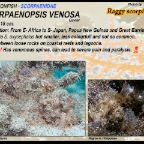 Scorpaenopsis venosa - Raggy scorpionfish
