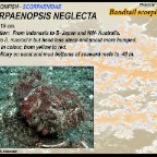 Scorpaenopsis neglecta - Bandtail scorpionfish