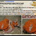 Scorpaenopsis macrochir - Flasher scorpionfish