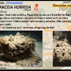 Synanceia horrida - Estuarine scorpionfish