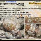 Sebastapistes strongia - Barchin scorpionfish