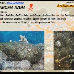 Synanceia nana - Arabian stonefish