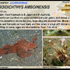 Pteroidichthys amboinensis- Ambon scorpionfish