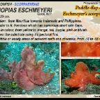 Rhinopias eschmeyeri - Paddleflap  scorpionfish