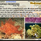 Rhinopias frondosa - Weedy  scorpionfish