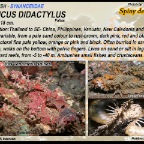 Inimicus didactylus - Spiny devilfish