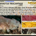 Taenianotus tricanthus - Leaf scorpionfish