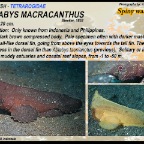 Ablabys macracanthus - Spiny waspfish