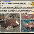 Paracetropogon longispinis - Longspine waspfish
