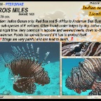 Pterois miles - Indian lionfish