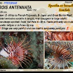 Pterois antennata - Spotfin  lionfish