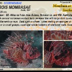 Pterois mombasae - Frillfin lionfish