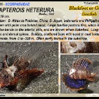 Parapterois heterura - Blackfoot lionfish