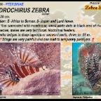 Dendrochirus zebra - Zebra lionfish