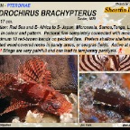 Dendrochirus brachypterus - Shortfin lionfish