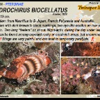 Dendrochirus  biocellatus - Twinspot lionfish