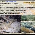 Cymbacephalus beauforti - Beaufort's crocodilefish