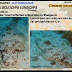 Papilloculiceps logiceps - Common crocodilefish