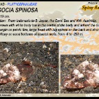 Onigocia spinosa - Spiny flathead
