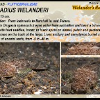 Rogadius welanderi - Welander's flathead