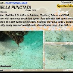 Cociella punctata - Spotted flathead