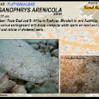 Thysanophrys arenicola - Sand flathead