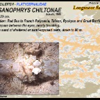 Thysanophrys chiltonae - Longsnout flathead