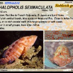 Cephalopholis sexmaculata - Sixblotch grouper