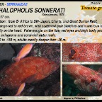 Cephalopholis sonnerati - Tomato  grouper